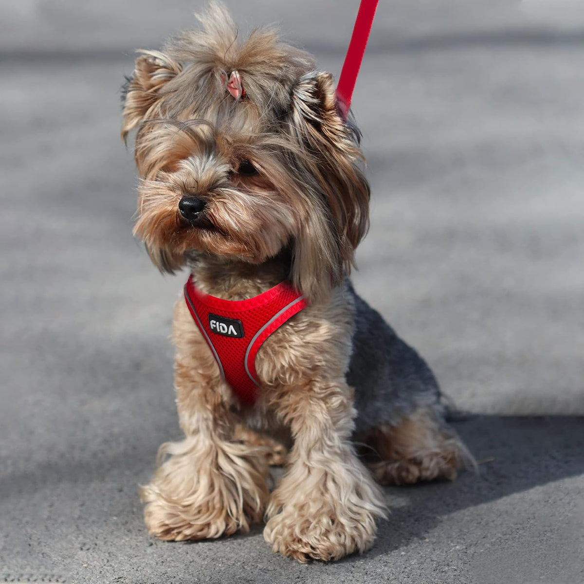 Fida Cat Harness and Leash Set for Walking Kitten and Puppy - XXS (Neck:11.4"-12.2"; Girth:12.6"-14.2") / Fiery Red - image 4