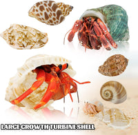 WEOXPR 12 Pcs Hermit Crab Shells Turbo 0.6-2in - image 4