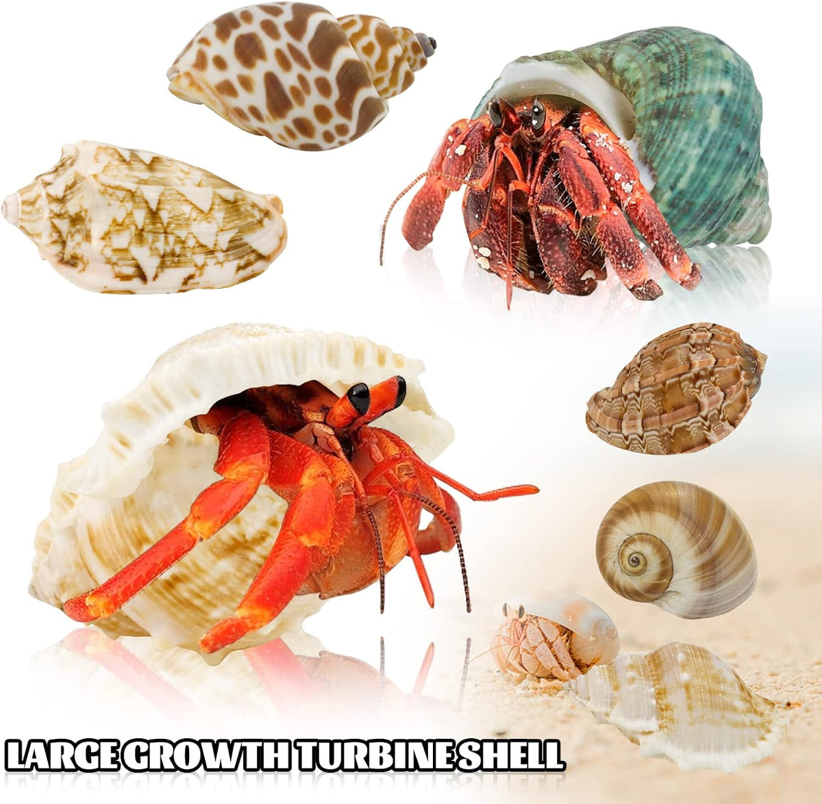 WEOXPR 12 Pcs Hermit Crab Shells Turbo 0.6-2in - image 4