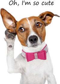 Dog Collar for Small Dogs - XS / rose red1 - image 3