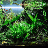 Java Fern Live Aquarium Plants - Potted Freshwater Plant for Fish Tanks - Beginner Friendly, Low Light (Java Fern, 3 Pots)