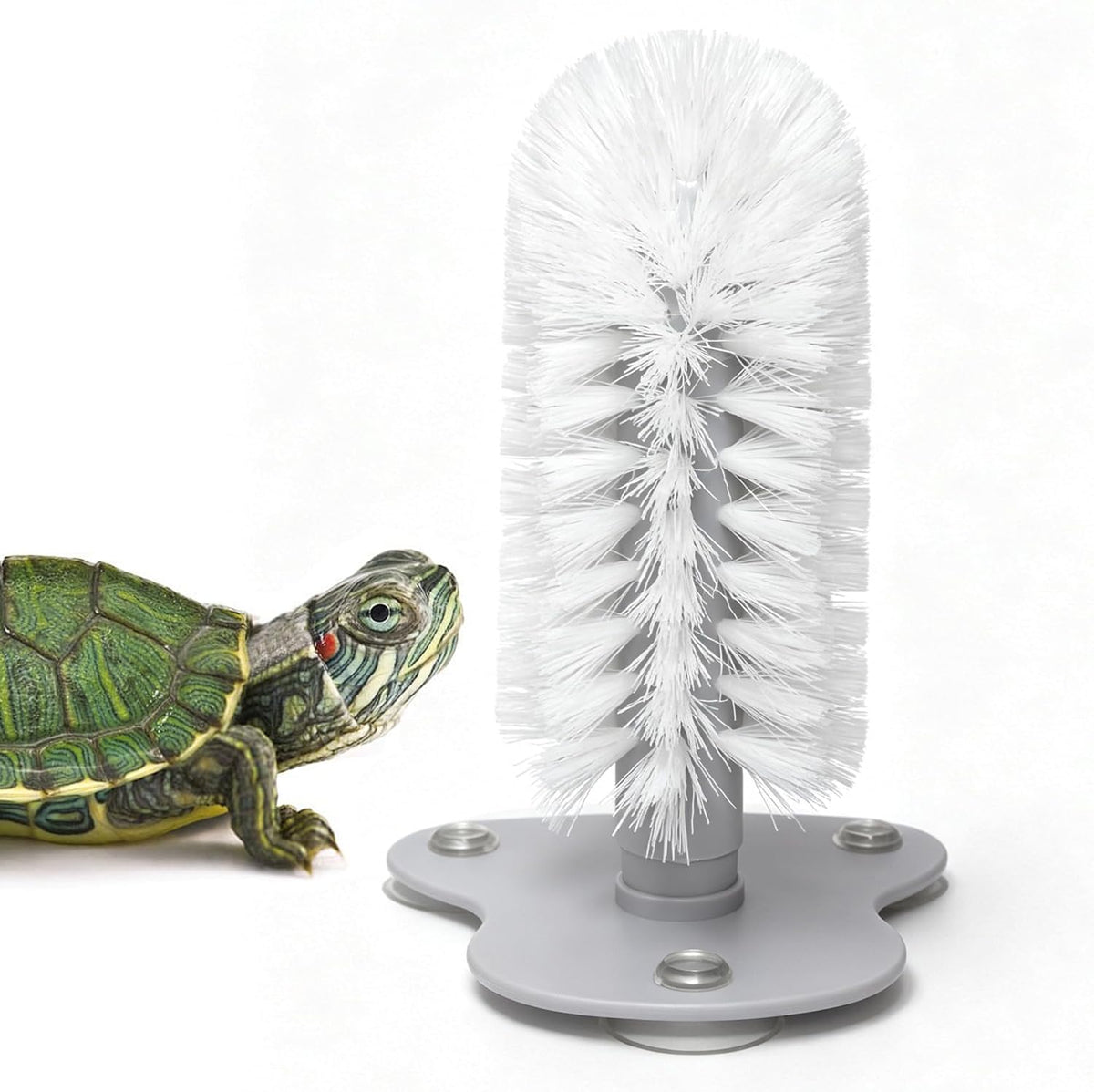 Turtle shell brush with three suction cups mounted inside an aquatic turtle tank