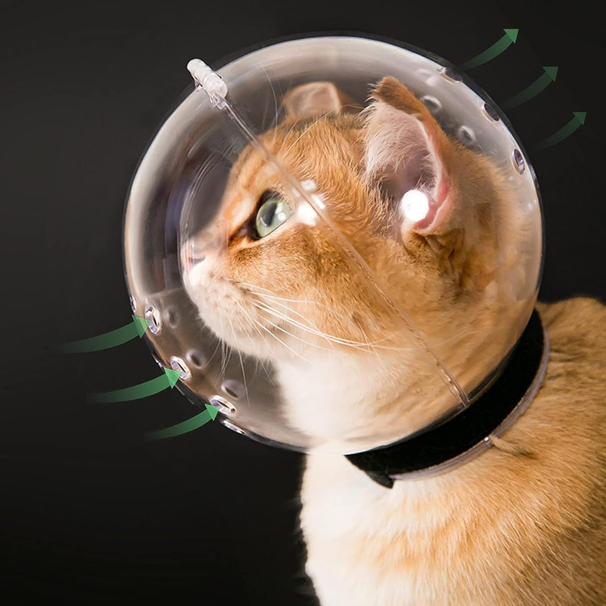 Cat Transparent Muzzle with Breathable Hood - L