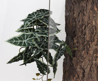 Fake Calathea Orbifolia, Reptile Terrarium Suction Plants – Essentials for Fish - Fake Alocasia Black Velvet - image 2