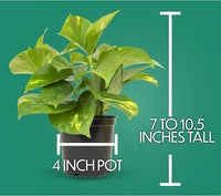 Essential Houseplant Collection (4PK) Live Plants Indoor Plants Live Houseplants in Plant Pots, Easy House Plants Indoors Live, Snake Plant, Pothos in Potting Soil, Clean Air Plants by Plants for Pets