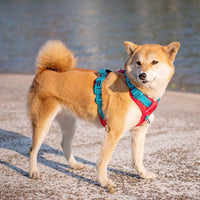 PHOEPET Upgraded No Pull Dog Harness, Reflective Adjustable Vest – Essentials for Dogs - Red Base & Teal Straps / Extra Small - image 3