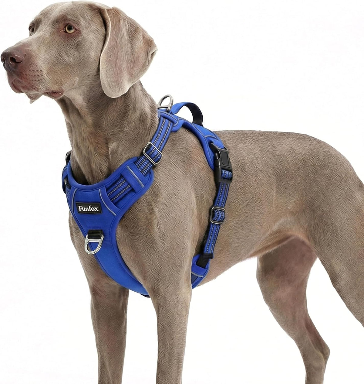 Funfox Dog Harness Medium Sized Dog - Blue / X-Large