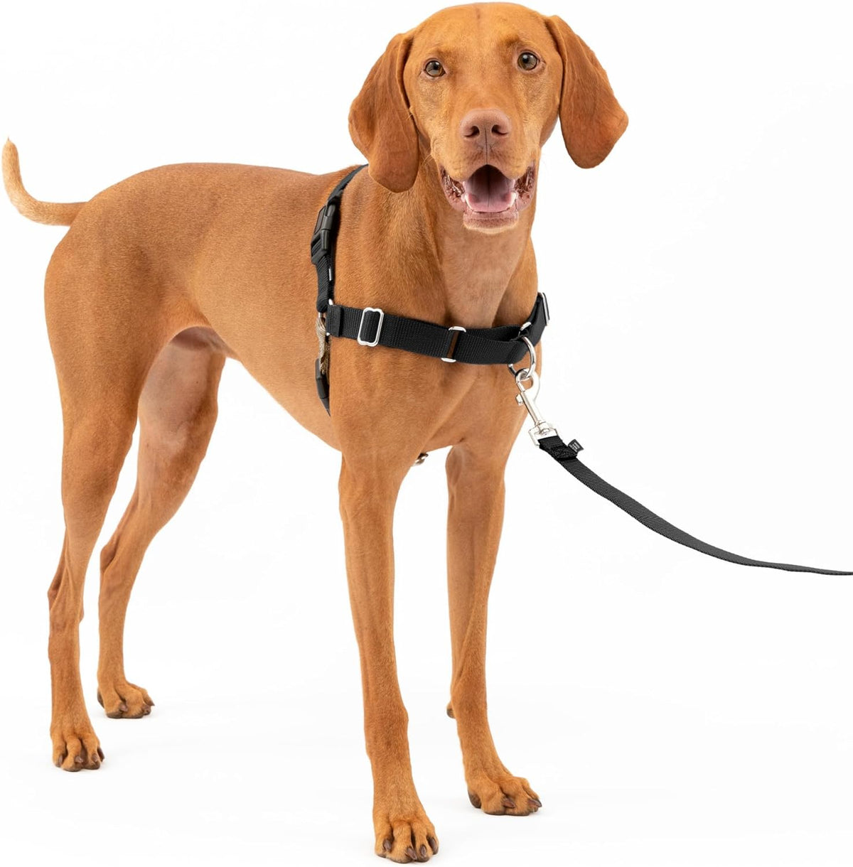 PetSafe Easy Walk Harness, No Pull Dog Harness, Royal Blue - Black/Silver / Medium / 1 - image 2