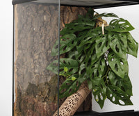 2Pack Reptile Plants for Terrarium - B-fake Swiss Cheese Plants Monstera Adansonii - image 3