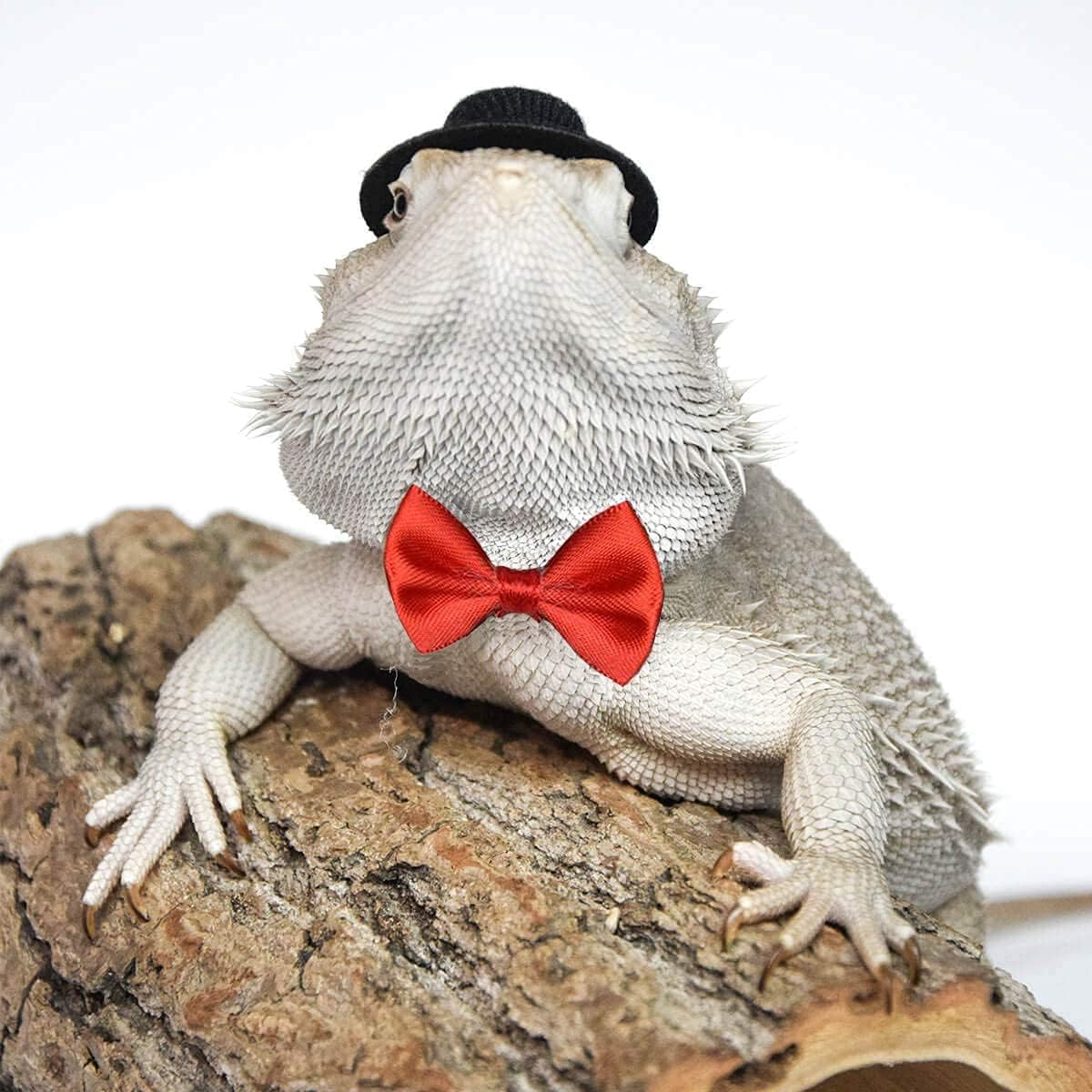 DuvinDD bearded dragon hat and red bowtie costume set, adjustable - view 4