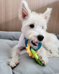Nylabone Puppy Pacifier Chew Toy - Rings / Small - image 3