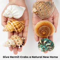 6PCS Hermit Crab Shells Medium to Large 2.3"-3.5" Shells - image 4
