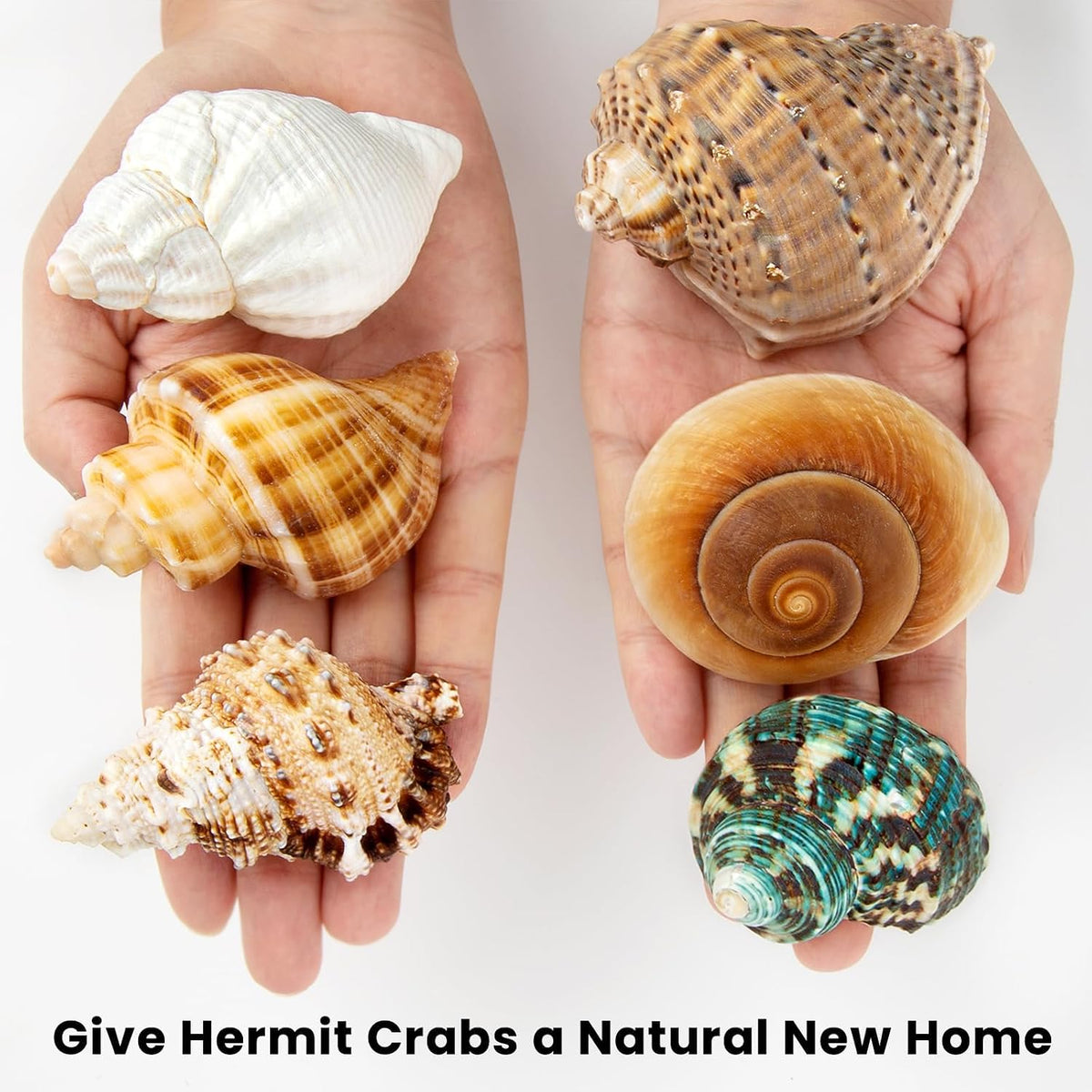 6PCS Hermit Crab Shells Medium to Large 2.3"-3.5" Shells - image 4
