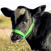 XUANNIAO Easily Adjustable Figure 8 Cow Halter, Double-Ply Premium Livestock Cattle Halters, Colorful Cow Utility Calf Halter with Leading Rope for Miniature Horse Donkey Goat Foal (Medium, Pink)