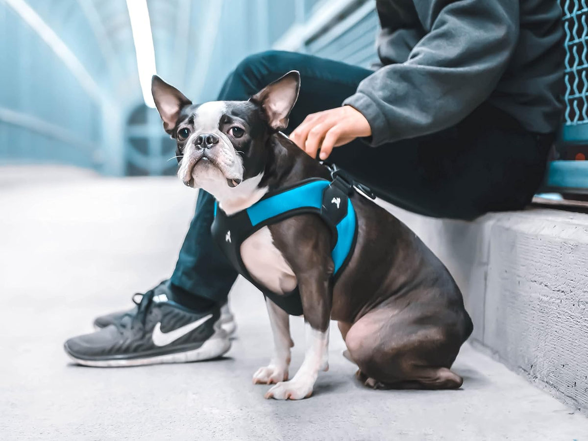 Gooby Escape Free Easy Fit Dog Harness, Step-in - Medium chest (18~21.75") / Turquoise - image 2