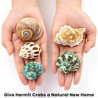 5PCS Hermit Crab Shells, Natural Sea Conch Size 2.1", 2.8" - image 4