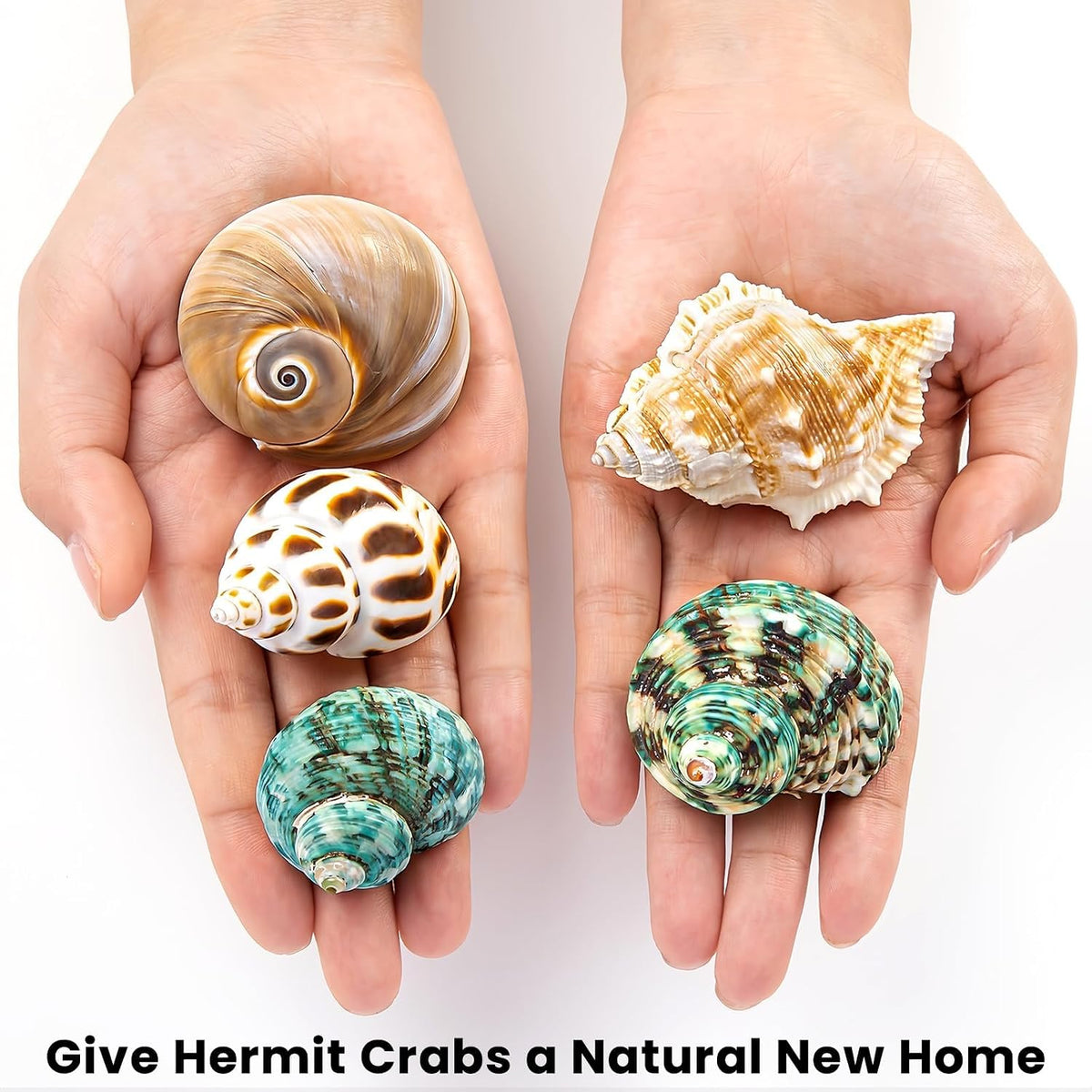 5PCS Hermit Crab Shells, Natural Sea Conch Size 2.1", 2.8" - image 4