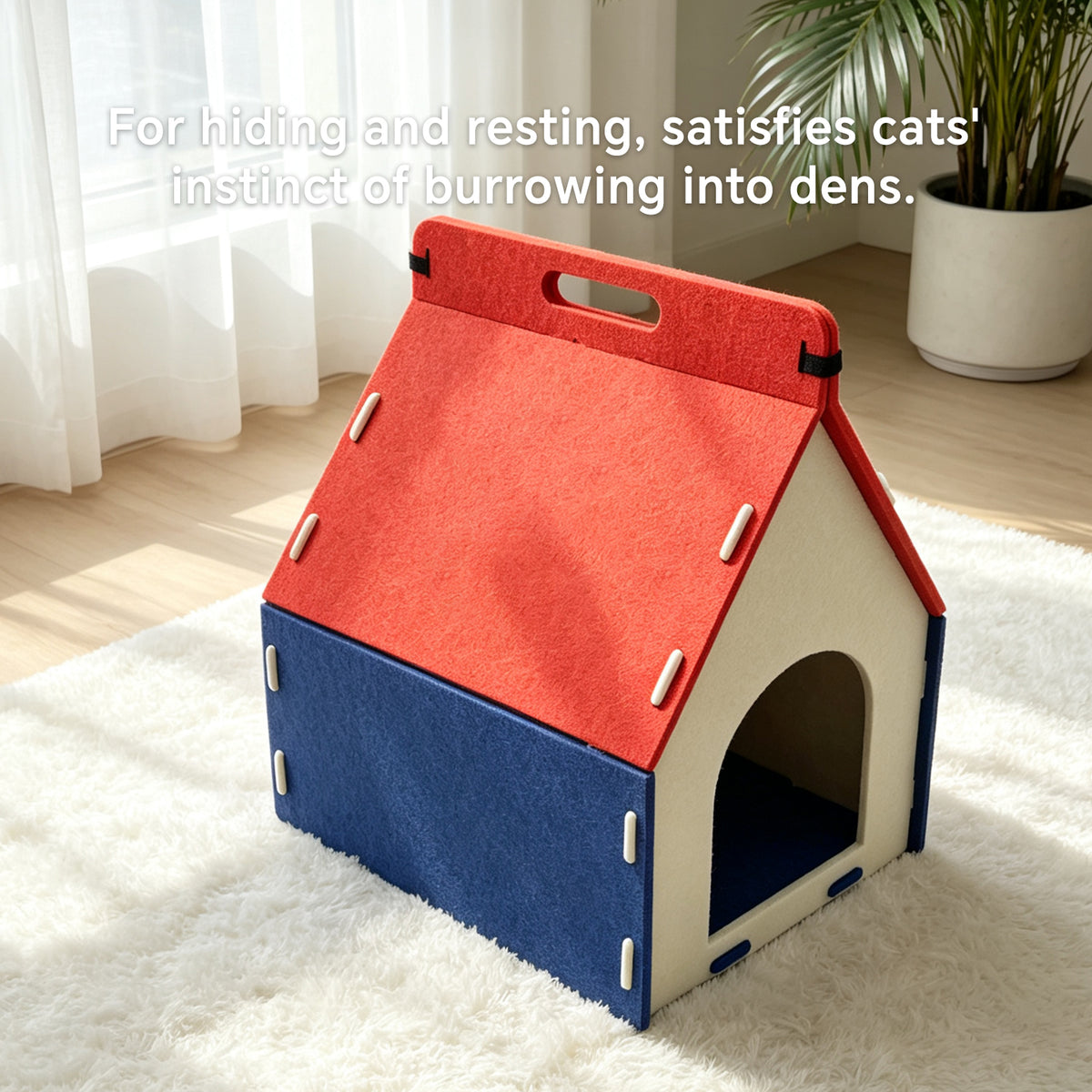 Cat Carrying A House