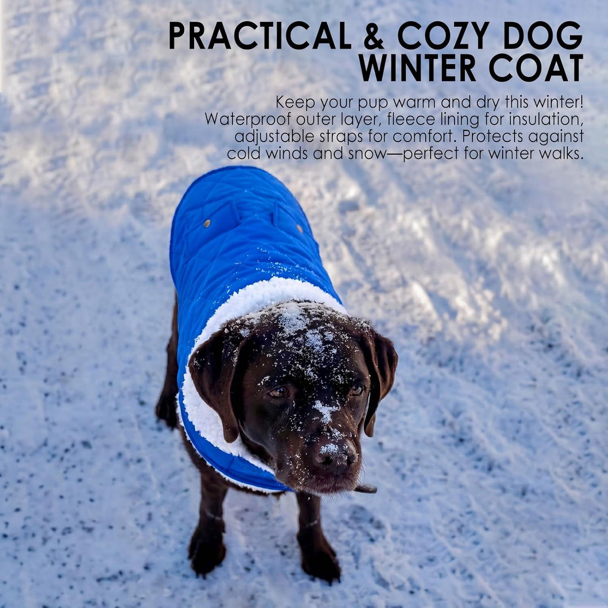 Dog Winter Coats for Small Dogs Puppies - Solid RoyalBlue / Medium - image 4