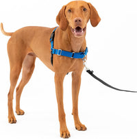 PetSafe Easy Walk Harness, No Pull Dog Harness, Royal Blue - Royal Blue/Navy Blue / Medium / 1 - image 2