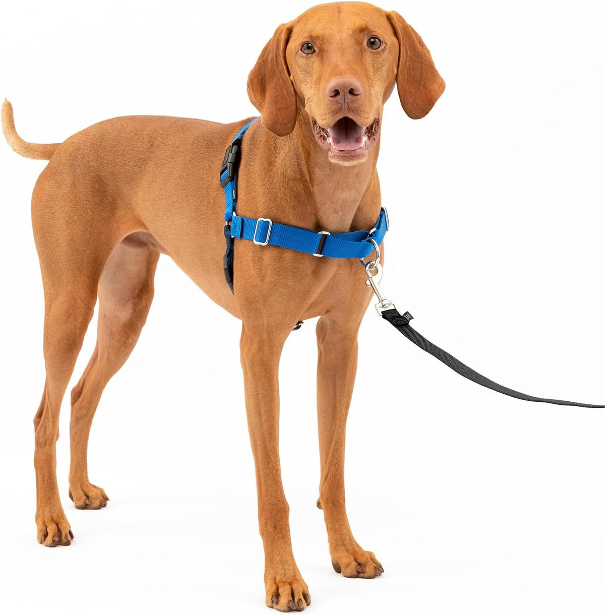 PetSafe Easy Walk Harness, No Pull Dog Harness, Royal Blue - Royal Blue/Navy Blue / Medium / 1 - image 2