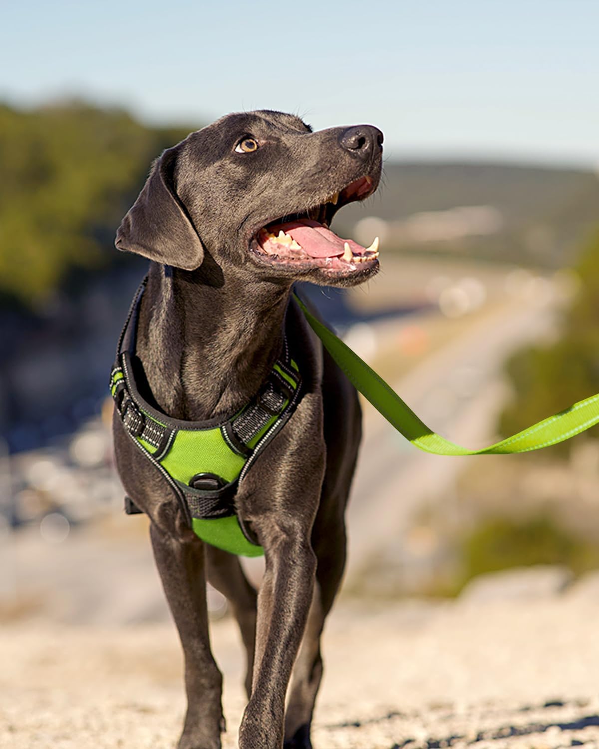 Joytale No Pull Dog Harness Medium Sized Dog, Front Clip - Large / Green - image 3