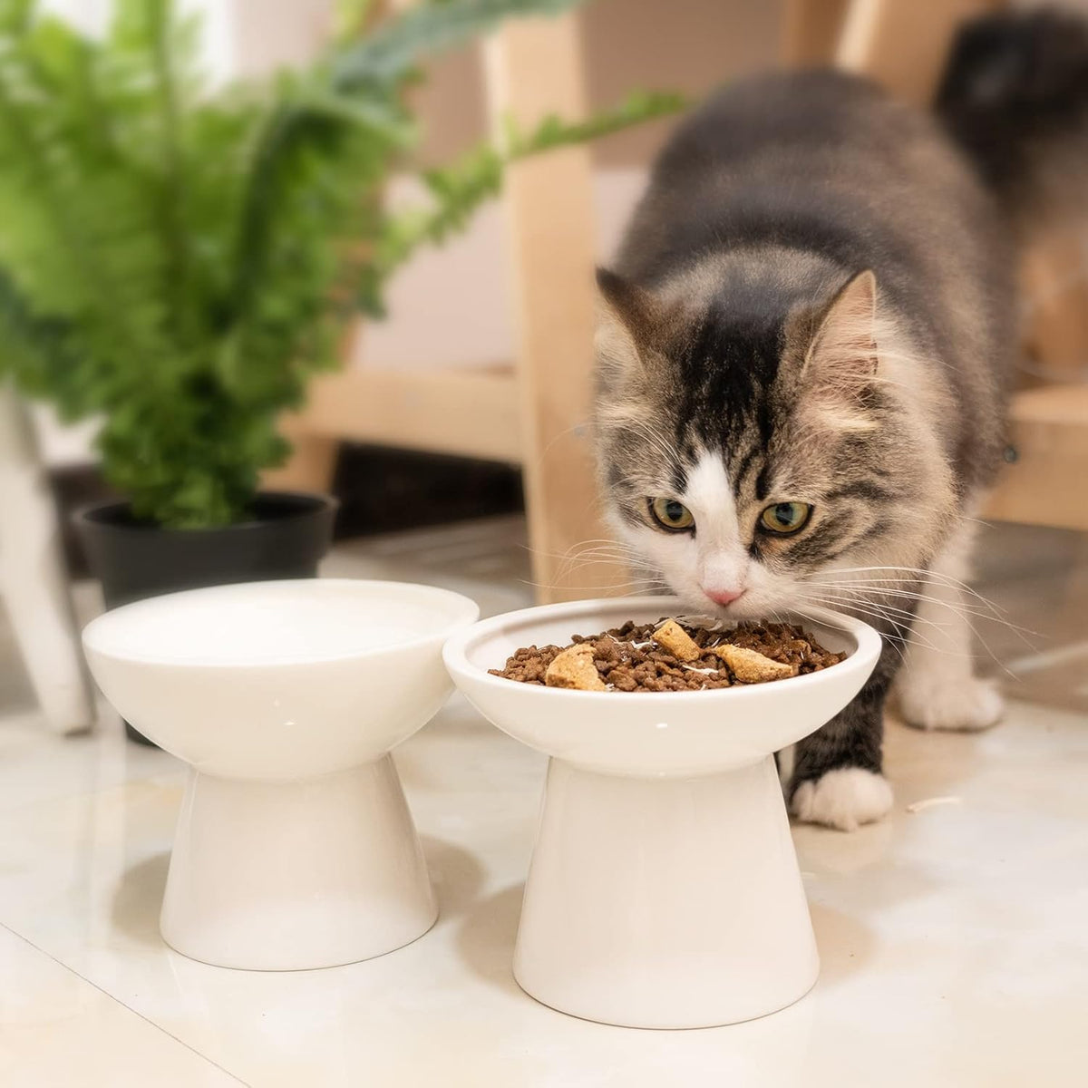 Extra Wide Elevated Ceramic 6.2" Shallow Cat Food Bowl – Essentials for Cats - White-Deeper - image 4