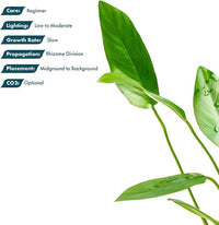 Live Plants – Anubias Hastifolia (Anubias hastifolia) – Low to Moderate Light, Medium to Dark Green Arrow-Shaped Leaves, Midground to Background Tank Placement - Pot, 3 Pack