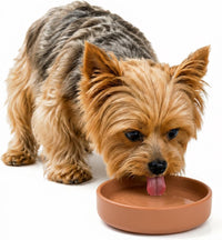 The Perfect Dish, Silicone Dog Bowl for Food & Water - Terracotta / Small (6” Across x 1.25” Tall)