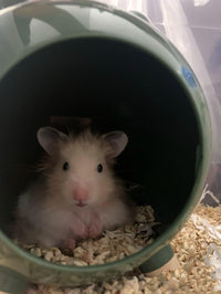 TUTU&LELE Hamster Hideout Space Elf Nest - Green - image 3
