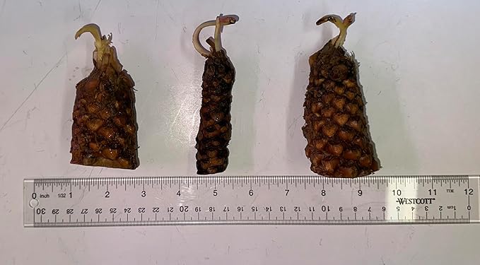 Live Hardy Water Lily Tubers Rhizomes Bulb Seed Nymphaea Aquatic Pond Plants Water Gardens Pre-Grown Flower in White Pink Red Yellow Orange Blue Purple (1, Pink Hardy Pond Lily)