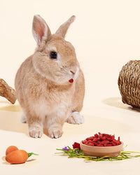 Niteangel Goji Berries Rabbits Snack Treats: 12pcs Natural Chew Toys for Bunny Chinchilla Guinea Pigs and Other Small Animals