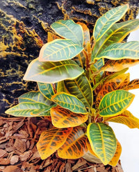 Reptile Plants Terrarium Decor, Reptile Tank Decorations - Gradient - image 3
