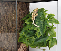 2Pack Reptile Plants for Terrarium - C-fake Sweet Potato Vine - image 3