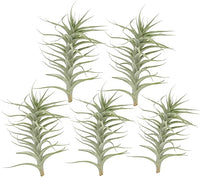 Live Air Plants - Tillandsia Albida 7-12" - 5ct – ragnaroc Live Indoor Plant - Live Arrival Guaranteed - House Plants for Home Decor & Gift