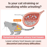 Dr.by UT Care Cat UTI Kidney Support Urinary Supplement Cranberry Treatment for Cats Renal Health with Pacran, Quercetin, Taurine lickable Formula Individually Packaged (1 Pack)