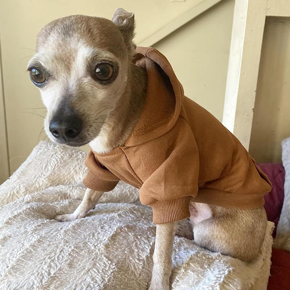 Soft Dog Hoodies for Small Dogs - Coffee / XX-Small - image 2