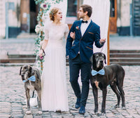 Formal Dog Bow Ties for Medium & Large Dogs – Essentials for Dogs - Light Blue - image 2