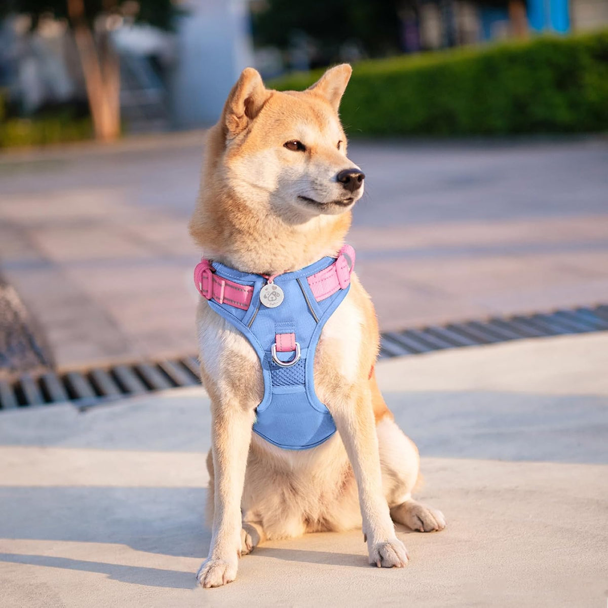 PHOEPET Upgraded No Pull Dog Harness, Reflective Adjustable Vest – Essentials for Dogs - Baby Blue Base & Pink Straps / Small - image 3