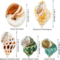 5PCS Hermit Crab Shells, Natural Sea Conch Size 2.1", 2.8" - image 3