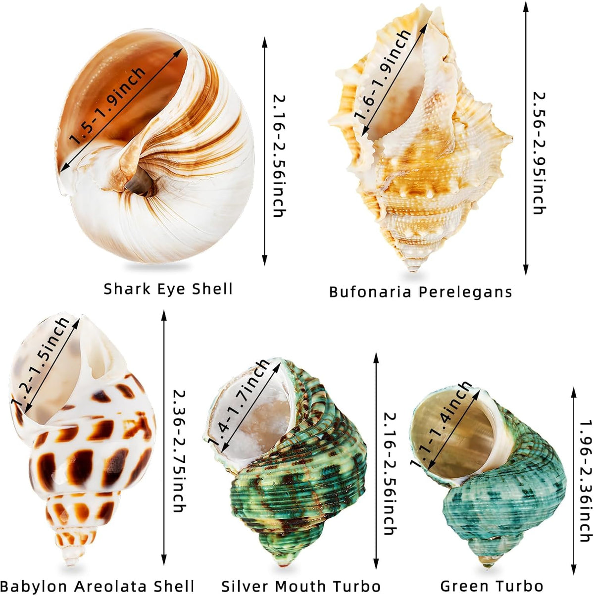 5PCS Hermit Crab Shells, Natural Sea Conch Size 2.1", 2.8" - image 3