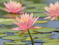 Live Hardy Water Lily Tubers Rhizomes Bulb Seed Nymphaea Aquatic Pond Plants Water Gardens Pre-Grown Flower in White Pink Red Yellow Orange Blue Purple (1, Peach Hardy Pond Lily)