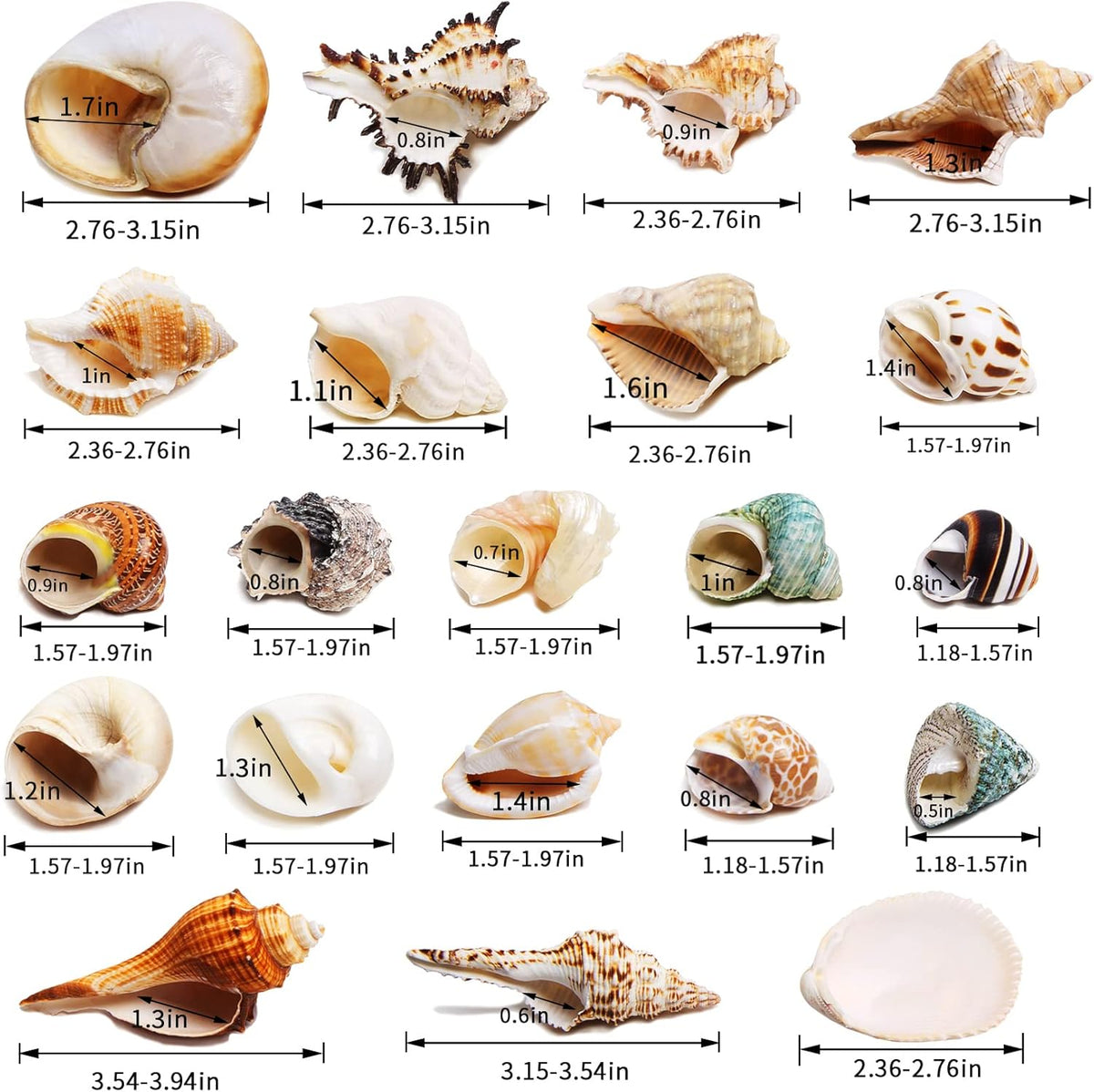 21PCS Hermit Crab Shells Medium Small 1.2"-3.9" Seashells - image 2