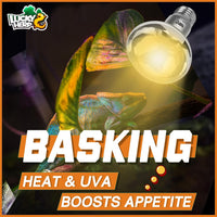 LUCKY HERP Heat Lamp Bulbs, 150W Reptile Heat Lamp 2 Pack - Clear Reptile Heat Lamp / 100W 1-Pack - image 3