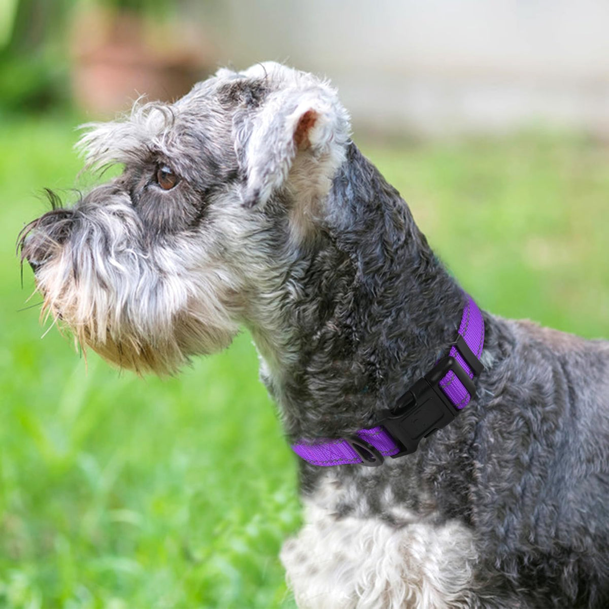 Joytale Reflective Dog Collar, Adjustable Neoprene Padded - Medium (Pack of 1) / Purple - image 2