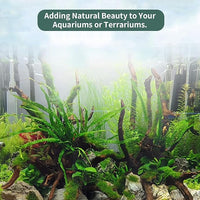 Hamiledyi 12Pcs Small Driftwood for Aquarium 4.1"-7.2" Driftwood Branches Aquarium Wood Decoration Natural Fish Tank Habitat Decor Wood for Lizard Assorted Size