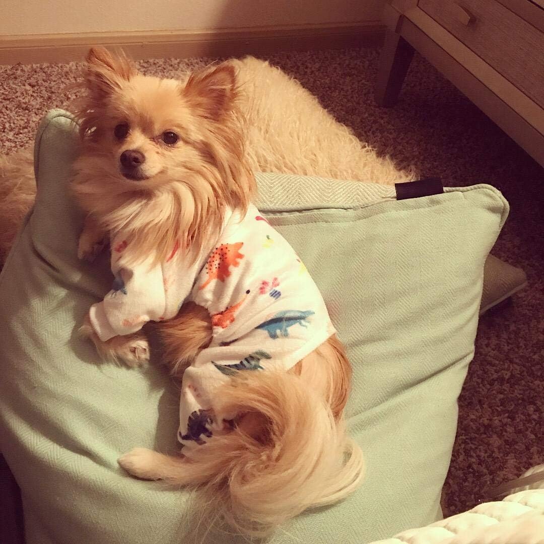 CuteBone Dog Halloween Pajamas Puppy Onesies Small Dogs Soft Pjs Coat - XX-Large / White Dino - image 2