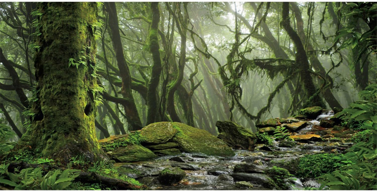 36x20 in Terrarium Backdrop Foggy Forest Stream Reptile Habitat - 24x12in/60x30cm