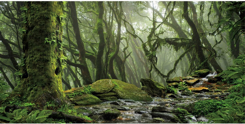 36x20 in Terrarium Backdrop Foggy Forest Stream Reptile Habitat - 24x12in/60x30cm