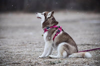 TRUE LOVE Adjustable No-Pull Dog Harness Reflective Pup Vest - M / Fushcia - image 4